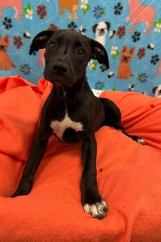 CORA -  Mixed Breed Dog for Adoption in Holbrook, New York - CORA | PetCurious