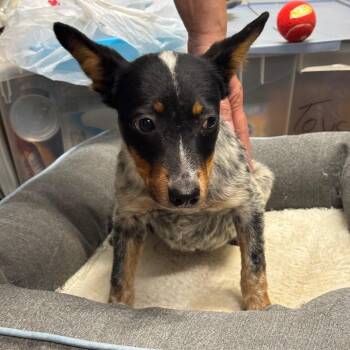 Porcini -  Australian Cattle Dog Blue Heeler and Mixed Breed Dog for Adoption in Eureka Springs, Arkansas - Porcini | PetCurious