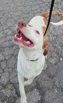 SCOBY -  American Staffordshire Terrier Dog for Adoption in San Antonio, Texas - SCOBY | PetCurious