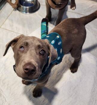 Weimaraner Dogs Available for Adoption - Shaggy | PetCurious