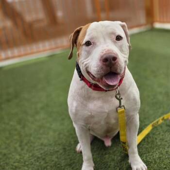Pit Bull Terrier Dogs Available for Adoption - GUNNER | PetCurious