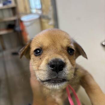 Clover -  Mixed Breed Dog for Adoption in Ruston, Louisiana - Clover | PetCurious