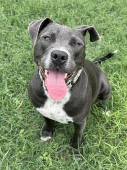American Staffordshire Terrier and Mixed Breed Dogs Available for Adoption in San Antonio, Texas - Easy | PetCurious
