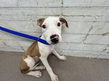COCO -  Pit Bull Terrier Dog for Adoption in San Bernardino, California - COCO | PetCurious