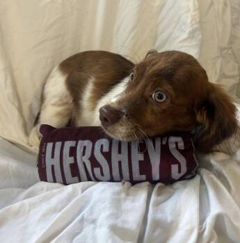 Hershey -  Cocker Spaniel and Terrier Dog for Adoption - Hershey | PetCurious