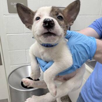 CT Venezuela -  Mixed Breed Dog for Adoption in Eastford, Connecticut - CT Venezuela | PetCurious