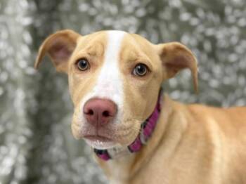 Pit Bull Terrier and Labrador Retriever Dogs Available for Adoption in Portland, Oregon - Nala | PetCurious