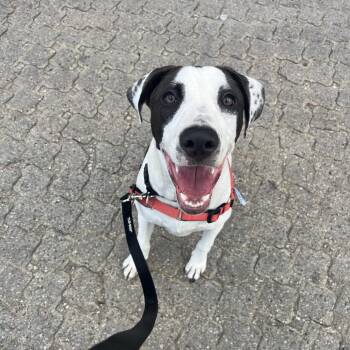 Benny -  Pit Bull Terrier and Mixed Breed Dog for Adoption in Chicago, Illinois - Benny | PetCurious