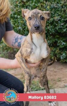 Mallory -  Pit Bull Terrier Dog for Adoption in Mobile, Alabama - Mallory | PetCurious