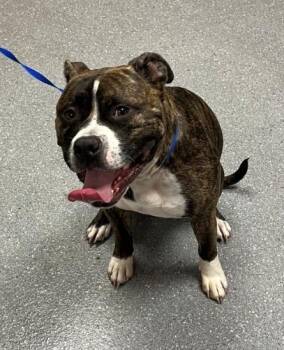 Zuko -  Pit Bull Terrier Dog for Adoption in Greenfield, Indiana - Zuko | PetCurious