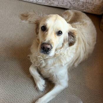 Archie -  Golden Retriever Dog for Adoption in Sudbury, Massachusetts - Archie | PetCurious