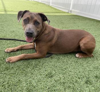 A137450 -  Mixed Breed Dog for Adoption in Palmetto, Florida - A137450 | PetCurious