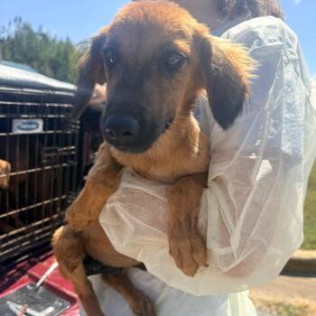 Trudy -  Mixed Breed Dog for Adoption in Corinth, Mississippi - Trudy | PetCurious