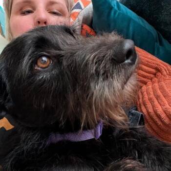 Schnauzer and Mixed Breed Dogs Available for Adoption in Madison, Wisconsin - Prissy | PetCurious