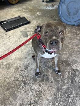 MANHATTAN -  Mixed Breed Dog for Adoption in Palmetto, Florida - MANHATTAN | PetCurious