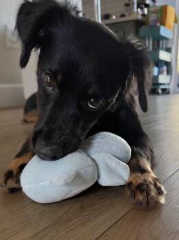 Onyx -  Spaniel and Dachshund Dog for Adoption in Orange, California - Onyx | PetCurious