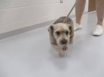 PACHINO BERMUDEZ -  Yorkshire Terrier Dog for Adoption in Ocala, Florida - PACHINO BERMUDEZ | PetCurious
