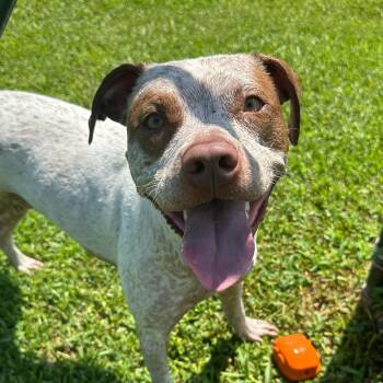 Rescue Mixed Breed Dogs for Adoption in Myrtle Beach, South Carolina - Rumble | PetCurious