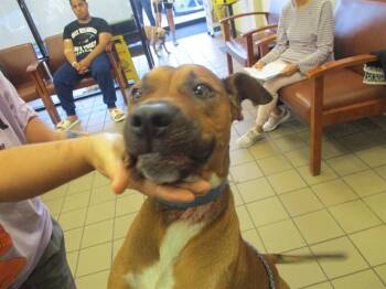 Rescue Pit Bull Terrier and Mixed Breed Dogs for Adoption in Ocala, Florida - A371684 | PetCurious