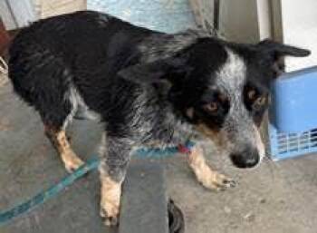 Australian Cattle Dog Blue Heeler Dogs Available for Adoption in Lakewood Ranch, Florida - Smokey | PetCurious