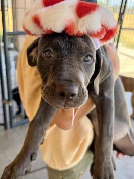 Savannah -  Mastiff Dog for Adoption in Glendale, Arizona - Savannah | PetCurious