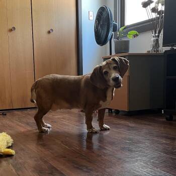 Daisy -  Basset Hound and Beagle Dog Available for Adoption in Charlottesville, Virginia - Daisy | PetCurious