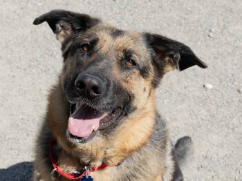 Jackie -  German Shepherd Dog Dog for Adoption in Republic, Washington - Jackie | PetCurious