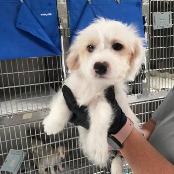 Firefly -  Poodle Dog for Adoption in Ojai, California - Firefly | PetCurious