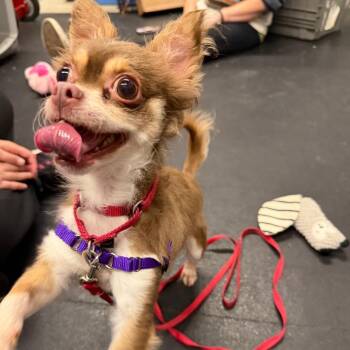 Chai -  Mixed Breed Dog for Adoption in Oshkosh, Wisconsin - Chai | PetCurious