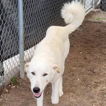 Swazye -  Mixed Breed Dog Available for Adoption in Lake Panasoffkee, Florida - Swazye | PetCurious