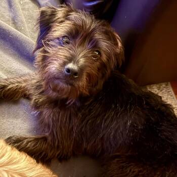 Hamilton -  Schnoodle Dog for Adoption in Richmond, Virginia - Hamilton | PetCurious