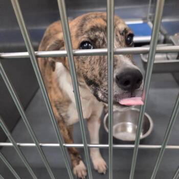 Clover -  Mixed Breed Dog for Adoption in Bartlett, Tennessee - Clover | PetCurious