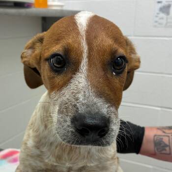 Dolly -  Cattle Dog and Mixed Breed Dog for Adoption in Corpus Christi, Texas - Dolly | PetCurious