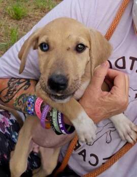 Agnes -  Collie and Mixed Breed Dog for Adoption in Morton Grove, Illinois - Agnes | PetCurious
