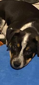Mickey -  Labrador Retriever Dog for Adoption in Colorado Springs, Colorado - Mickey | PetCurious
