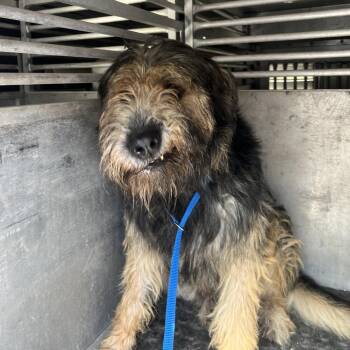 Moppy -  Sheep Dog and Mixed Breed Dog for Adoption in Edinburg, Texas - Moppy | PetCurious