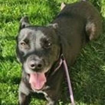 Rescue Labrador Retriever Dogs for Adoption in Birmingham, Michigan - SAFFRON- Needs A Foster/forever Home! | PetCurious