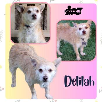 Terrier Dogs Available for Adoption - Delilah | PetCurious