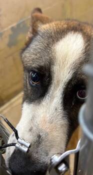 Kaido -  Mixed Breed Dog for Adoption in Cincinnati, Ohio - Kaido | PetCurious