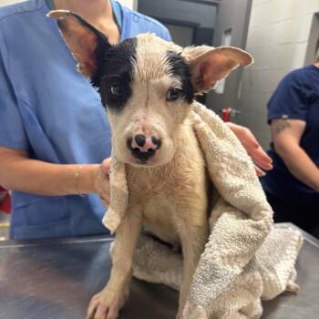 Wilbur -  Terrier Dog for Adoption in Clanton, Alabama - Wilbur | PetCurious