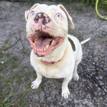Baby -  American Bully Dog for Adoption in Lorida, Florida - Baby | PetCurious