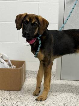 FANCY -  German Shepherd Dog and Redbone Coonhound Dog for Adoption in Canfield, Ohio - FANCY | PetCurious