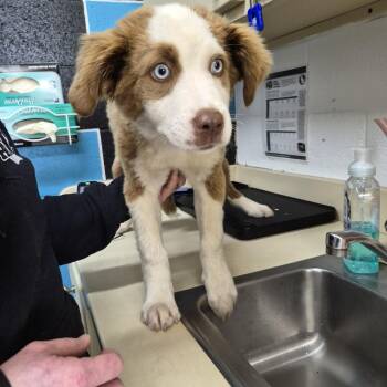 Australian Shepherd and Mixed Breed Dogs Available for Adoption in Ardmore, Oklahoma - Stella | PetCurious