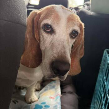 Basset Hound Dogs Available for Adoption - Mr. Breeze | PetCurious