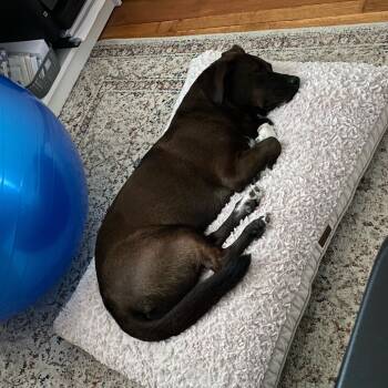 Rescue Chocolate Labrador Retriever and Beagle Dogs for Adoption in Lynchburg, Virginia - Georgia | PetCurious