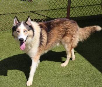 Eugene -  Mixed Breed Dog for Adoption in Athens, Georgia - Eugene | PetCurious
