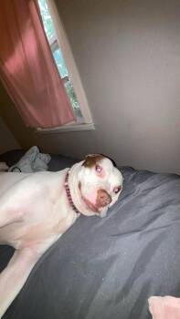 Cinnabon -  Boxer Dog for Adoption in Tulsa, Oklahoma - Cinnabon | PetCurious