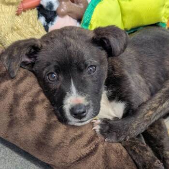 Grogu -  Mixed Breed Dog for Adoption in Pittsburgh, Pennsylvania - Grogu | PetCurious