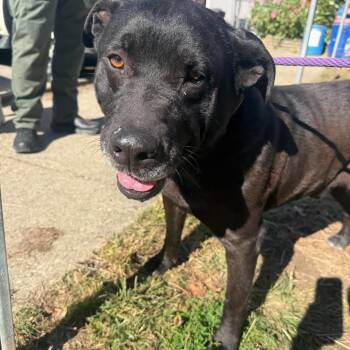Dos Stray Hold 10/27 -  Mixed Breed Dog for Adoption in Huntington, West Virginia - Dos Stray Hold 10/27 | PetCurious