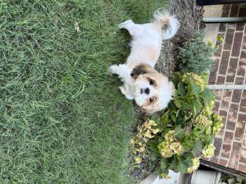 Shih Tzu Dogs Available for Adoption in Plano, Texas - Christina | PetCurious